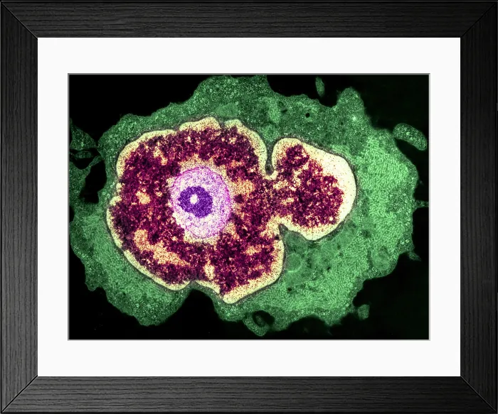 Framed Print : Spleen cell Framed Print : Spleen cell