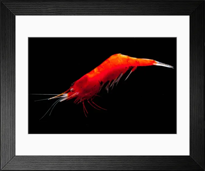 Framed Print : Deep Water Shrimp Framed Print : Deep Water Shrimp