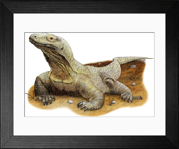 Framed Print : Komodo Dragon Framed Print : Komodo Dragon