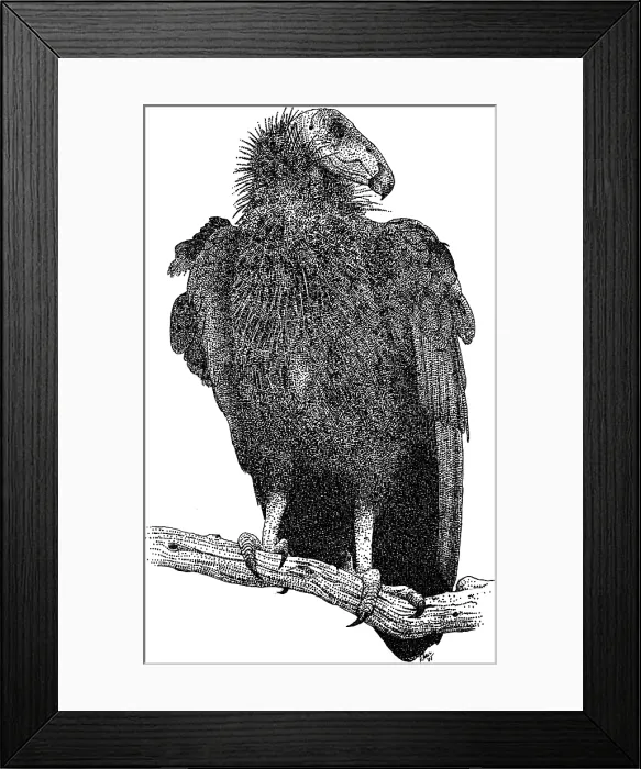 Framed Print : California Condor Framed Print : California Condor