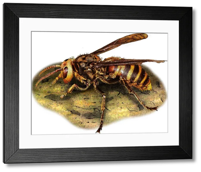 Framed Print : Asian Giant Hornet Framed Print : Asian Giant Hornet