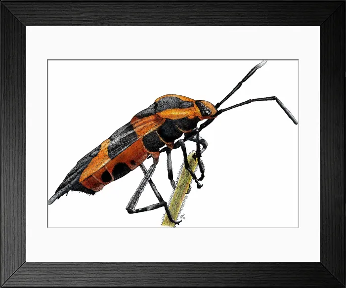 Framed Print : Large milkweed bug