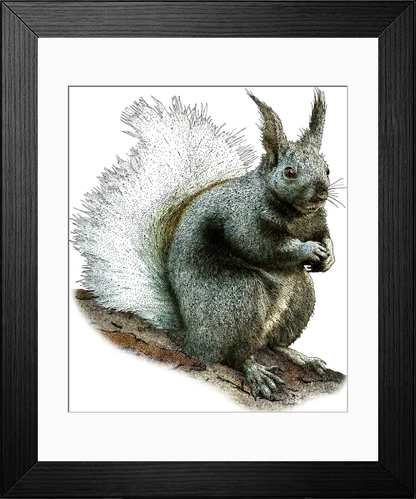 Framed Print : Kaibab Squirrel