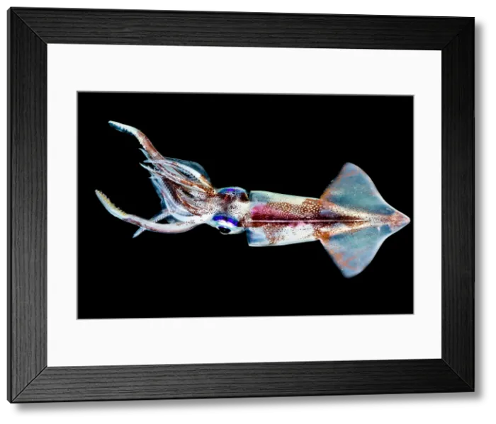 Framed Print : Common Clubhook Squid (Onychoteuthis banksii) Framed Print : Common Clubhook Squid (Onychoteuthis banksii)