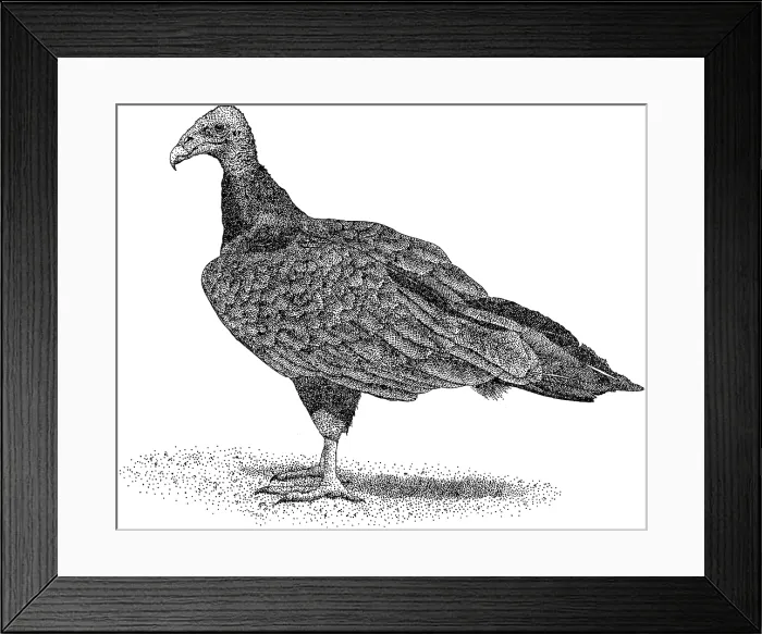 Framed Print : Turkey Vulture Framed Print : Turkey Vulture