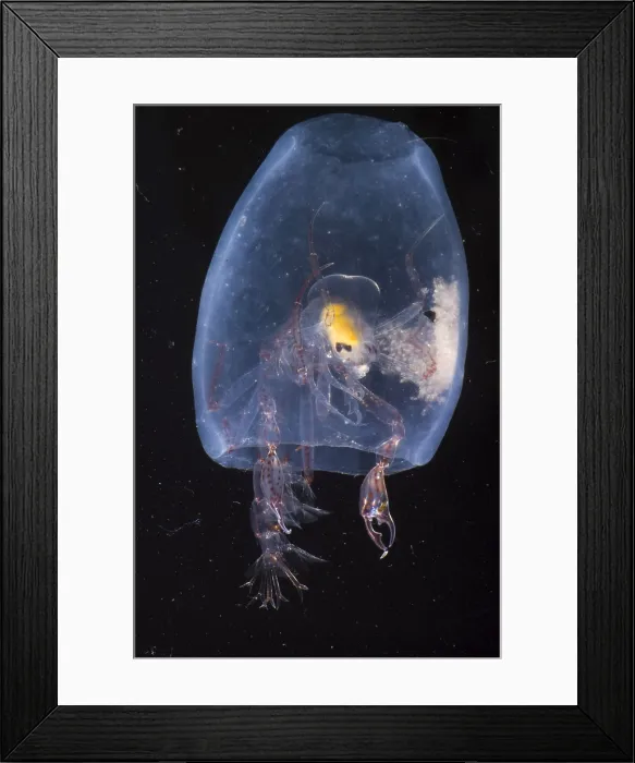 Framed Print : Phronima. This species of Phronima, an amphipod crustacean, has hollowed out Framed Print : Phronima. This species of Phronima, an amphipod crustacean, has hollowed out