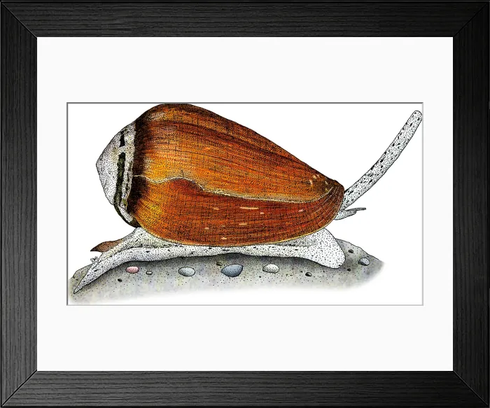 Framed Print : California Cone