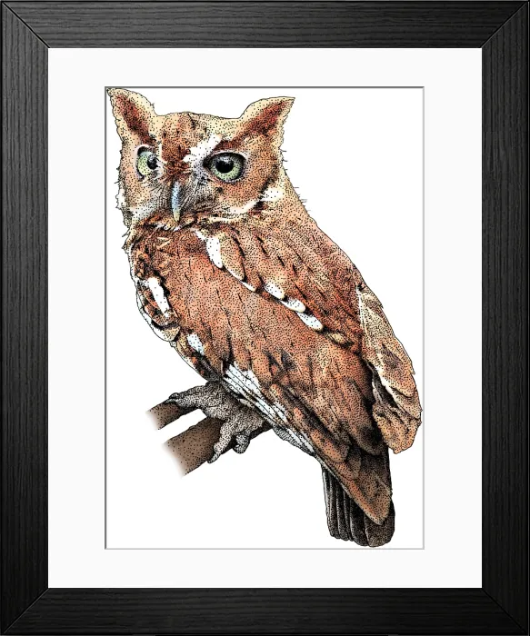 Framed Print : Eastern Screech Owl Framed Print : Eastern Screech Owl