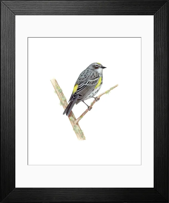 Framed Print : Yellow-rumped Warbler Framed Print : Yellow-rumped Warbler