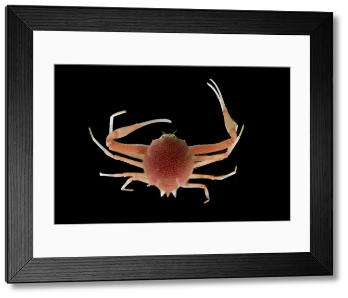 Framed Print : Deep Sea Spiny Crab (Paralomis hystrix) Framed Print : Deep Sea Spiny Crab (Paralomis hystrix)