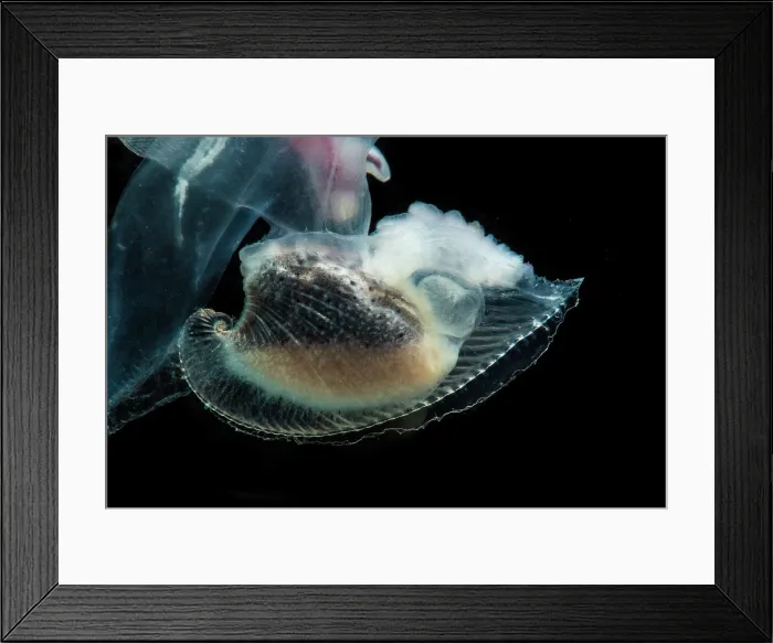 Framed Print : Heteropod Carinaria lamarcki