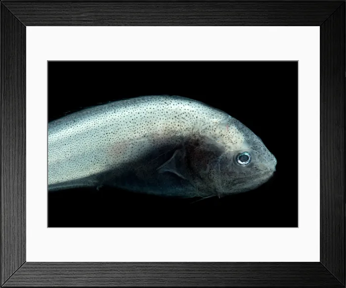 Framed Print : Cusk Eel (Dicrolene kanazawai)