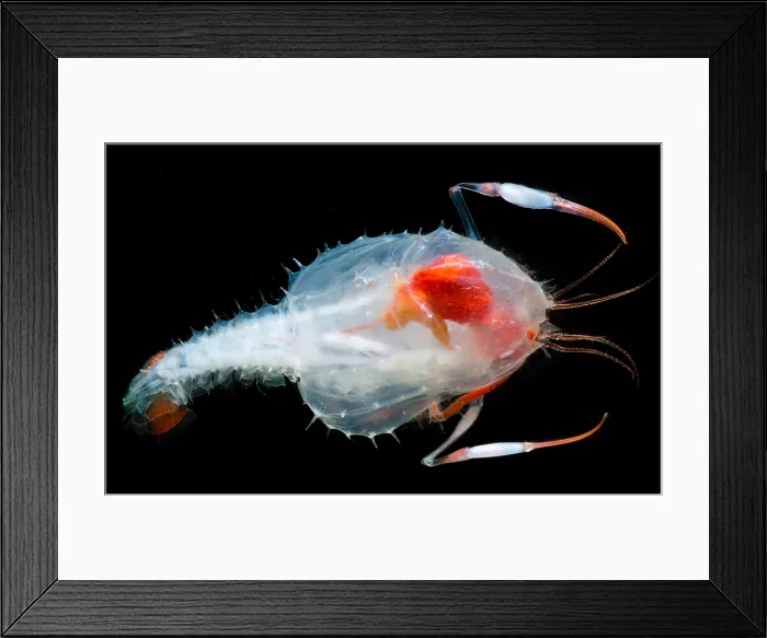 Framed Print : Blind lobster larva (Stereomastis sp.) Framed Print : Blind lobster larva (Stereomastis sp.)