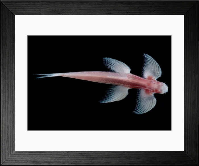 Framed Print : Waterfall Climbing Loach Framed Print : Waterfall Climbing Loach