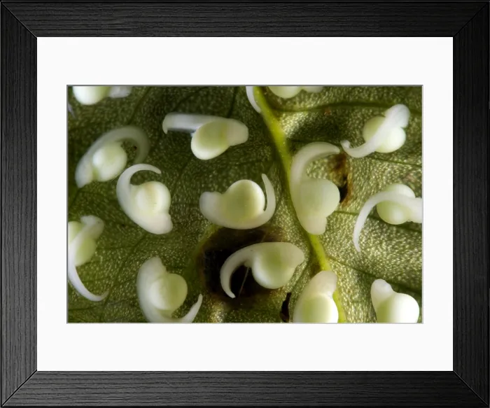Framed Print : Spiny Glass Frog larvae Framed Print : Spiny Glass Frog larvae