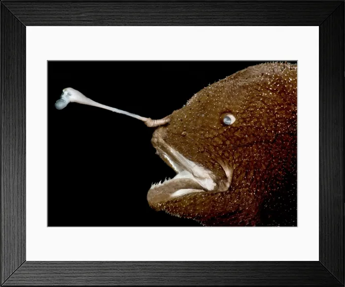 Framed Print : Horned Lanternfish (Centrophryne spinulosa)