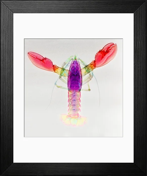 Framed Print : Lobster, X-ray