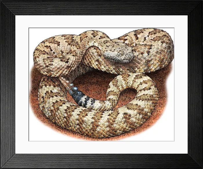 Framed Print : Panamint Rattlesnake, Illustration Framed Print : Panamint Rattlesnake, Illustration