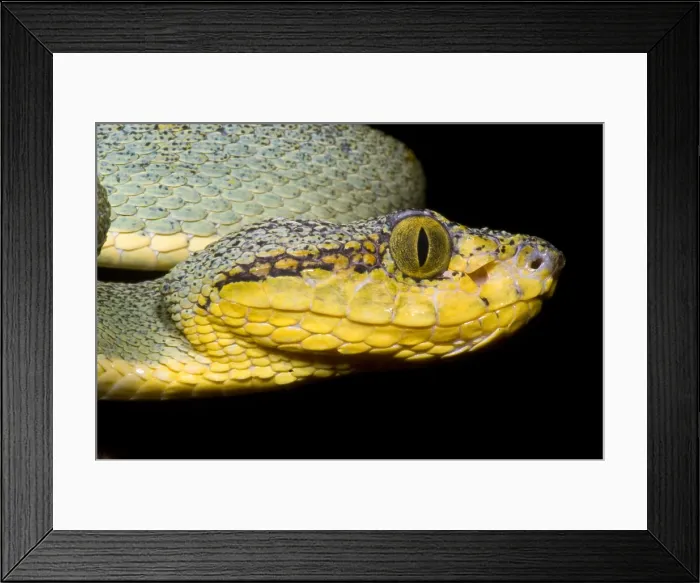 Framed Print : Two Striped Forest Pit Viper Framed Print : Two Striped Forest Pit Viper