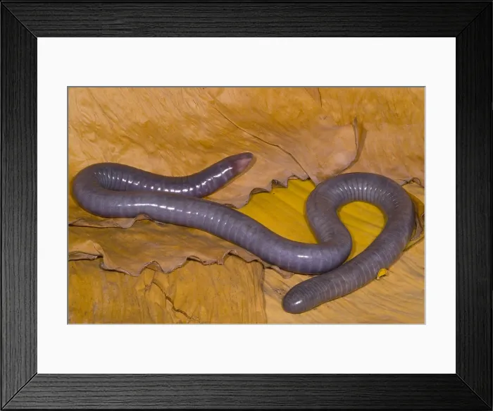 Framed Print : Congo Caecilian