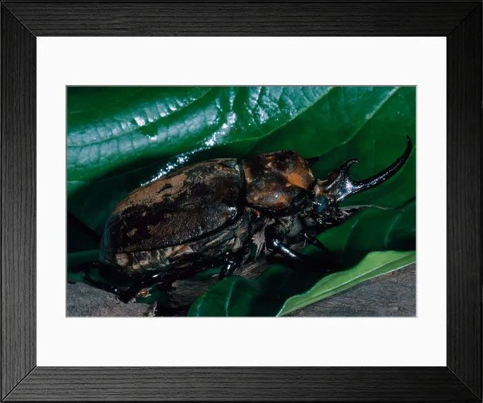 Framed Print : Rhinoceros Beetle Framed Print : Rhinoceros Beetle