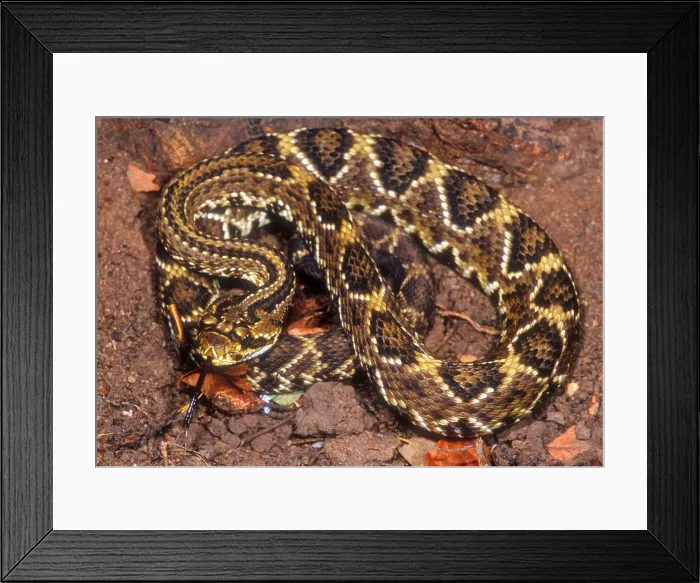Framed Print : Brazilian Rattlesnake