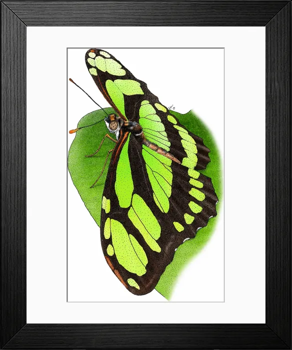 Framed Print : Malachite Butterfly Framed Print : Malachite Butterfly