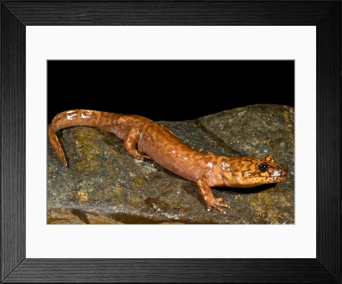 Framed Print : California Giant Salamander
