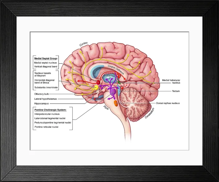 Framed Print : Cholinergic Pathway, illustration Framed Print : Cholinergic Pathway, illustration