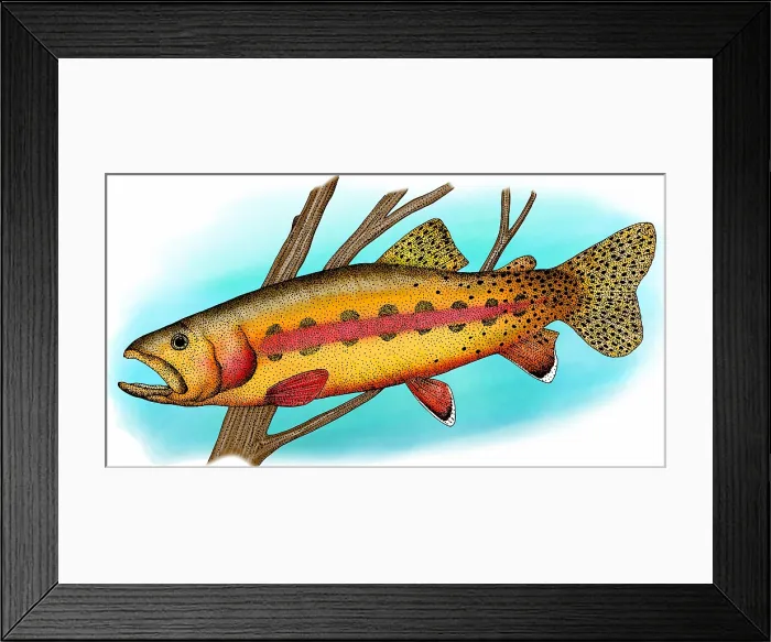 Framed Print : California golden trout Framed Print : California golden trout