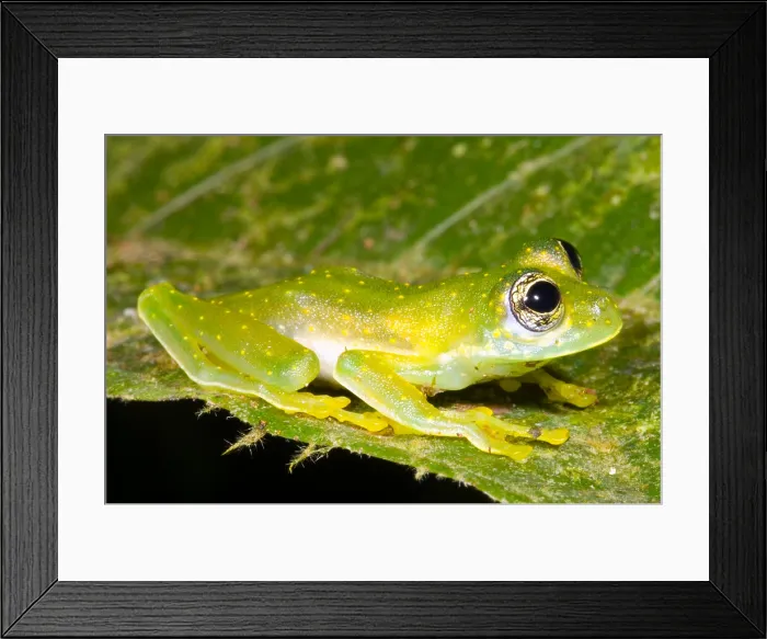 Framed Print : Yellow Spot Glass Frog
