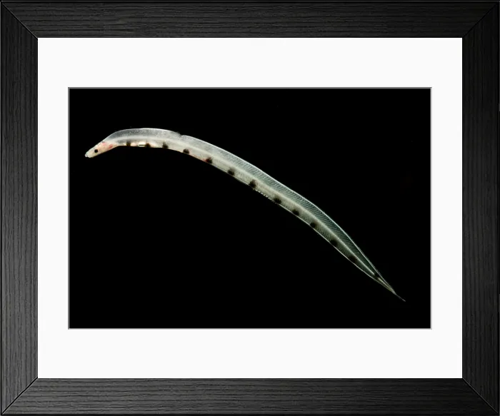 Framed Print : Larval Eel (Acromycter cf perturbator)