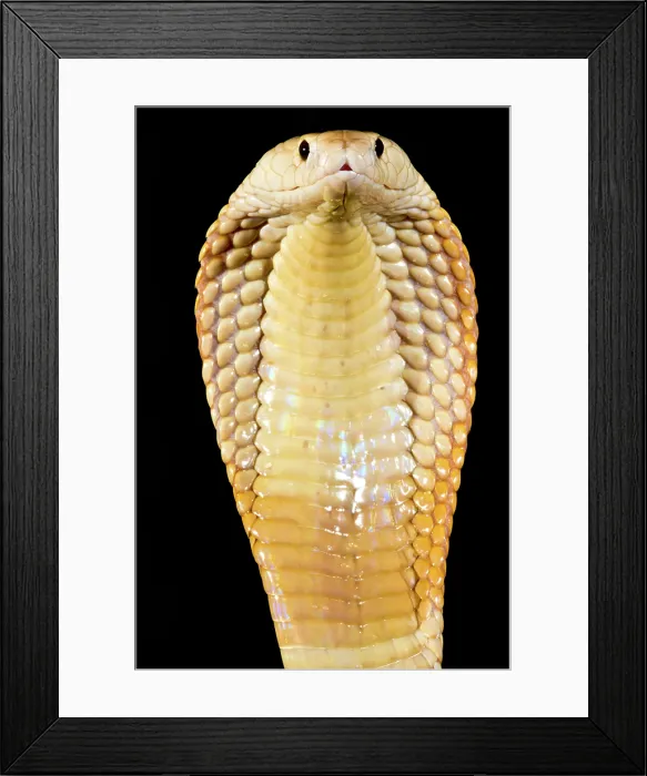 Framed Print : Sunset Morph Monacled Cobra (Naja kaouthia) Framed Print : Sunset Morph Monacled Cobra (Naja kaouthia)