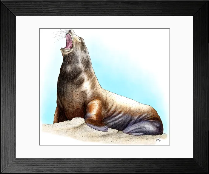 Framed Print : Callifornia Sea Lion Framed Print : Callifornia Sea Lion