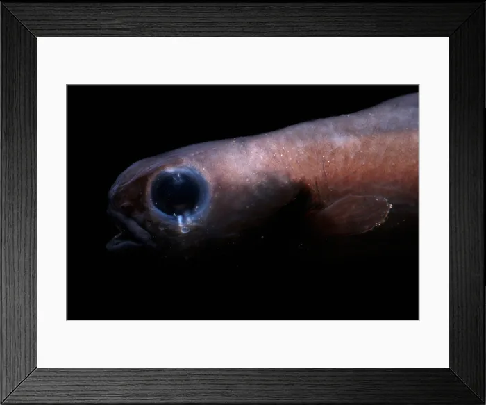 Framed Print : Midwater Eelpout Framed Print : Midwater Eelpout