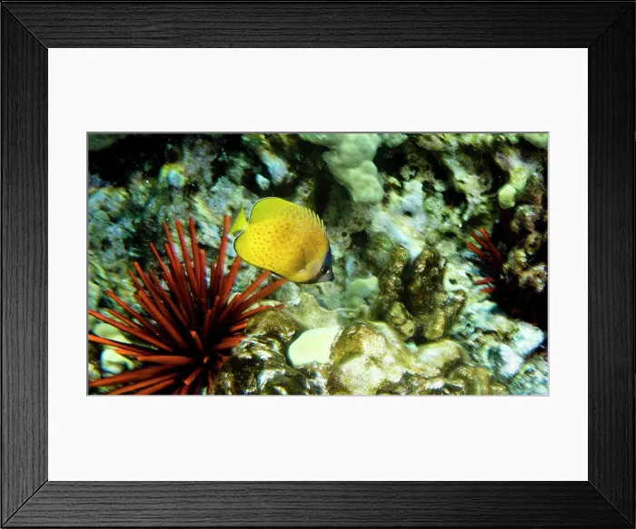 Framed Print : Klein's Butterflyfish (Chaetodon kleinii) Framed Print : Klein's Butterflyfish (Chaetodon kleinii)