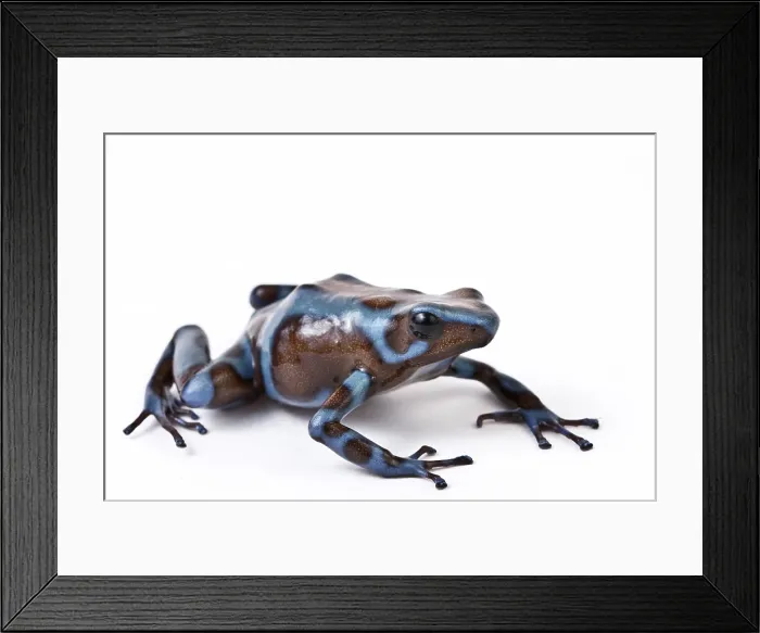 Framed Print : Panamanian Green and Black poison dart frog Framed Print : Panamanian Green and Black poison dart frog
