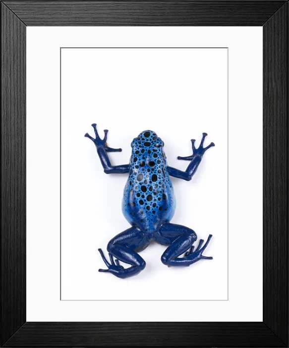 Framed Print : Azure poison dart frog Framed Print : Azure poison dart frog