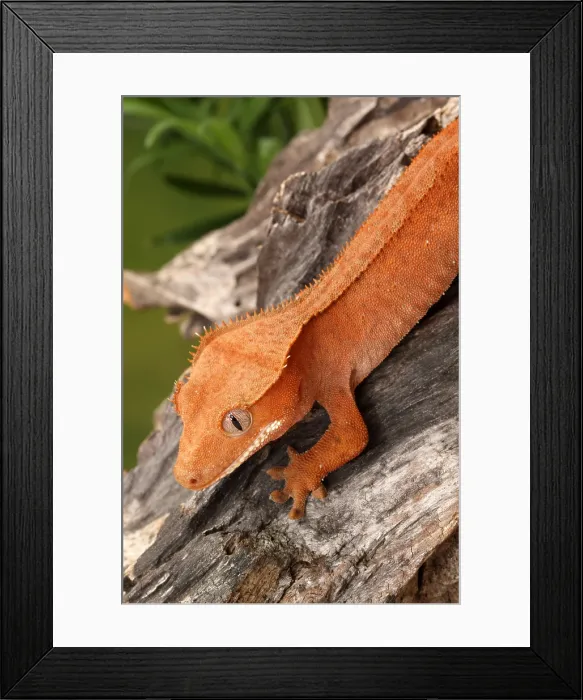 Framed Print : Crested Gecko (Correlophus ciliatus) Framed Print : Crested Gecko (Correlophus ciliatus)
