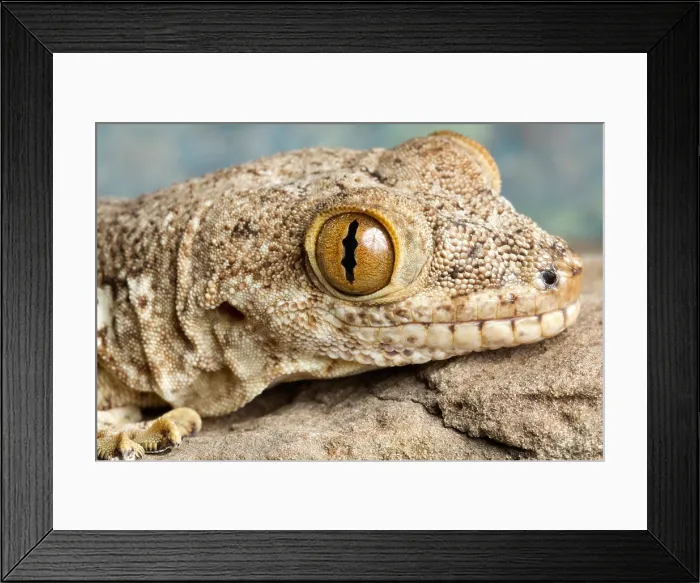 Framed Print : Crocodile Gecko (Tarentola mauritanica) Framed Print : Crocodile Gecko (Tarentola mauritanica)