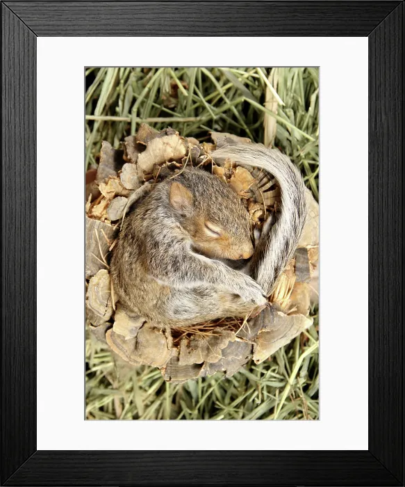 Framed Print : Baby Grey Squirrel sleeping Framed Print : Baby Grey Squirrel sleeping