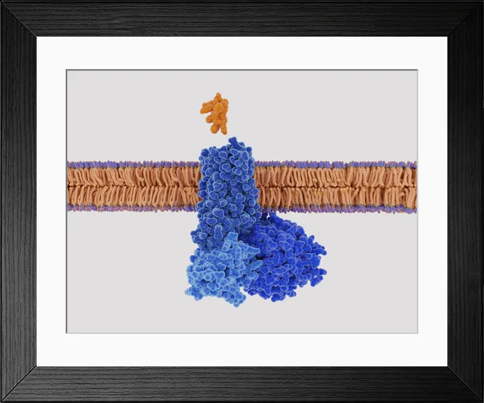 Framed Print : Somatostatin about to the somatostatin receptor Framed Print : Somatostatin about to the somatostatin receptor