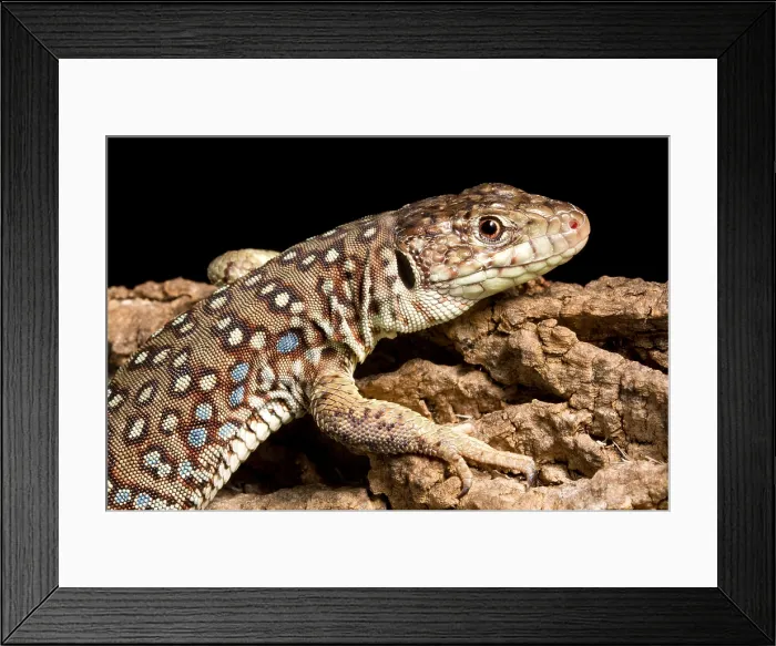 Framed Print : Ocellated Lizard (Timon lepidus) Framed Print : Ocellated Lizard (Timon lepidus)