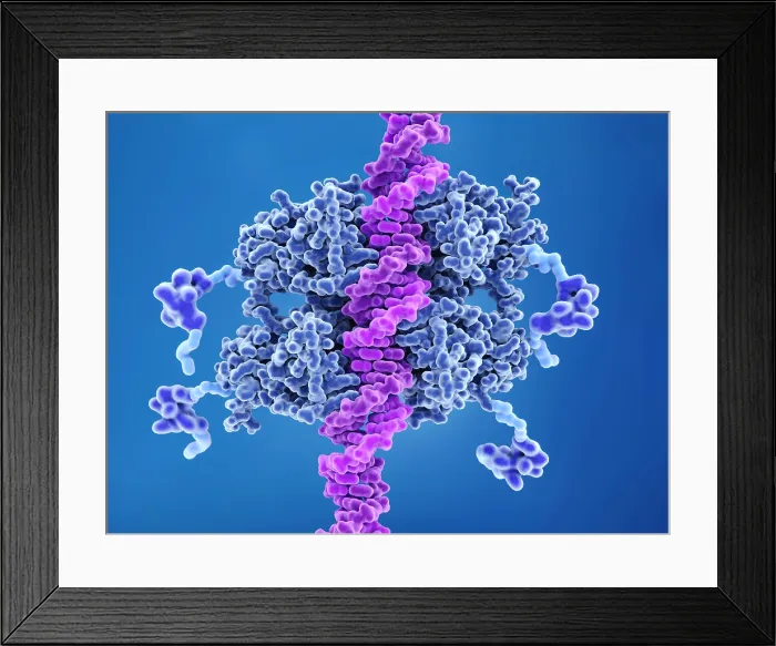Framed Print : P53 tumor suppressor bound to DNA