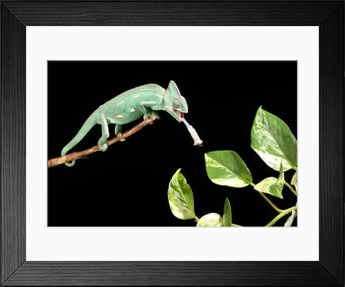 Framed Print : Veiled Chameleon Feeding Framed Print : Veiled Chameleon Feeding