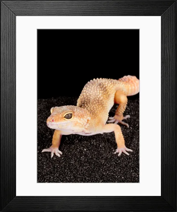 Framed Print : Leopard Gecko (Eublepharis macularius)