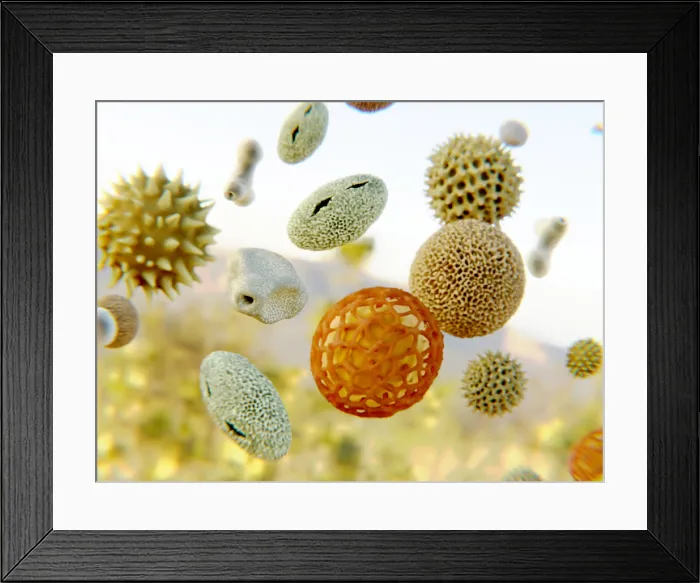 Framed Print : Pollen grains of various plant species Framed Print : Pollen grains of various plant species