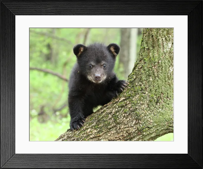 Framed Print : American Black Bear Cub Framed Print : American Black Bear Cub