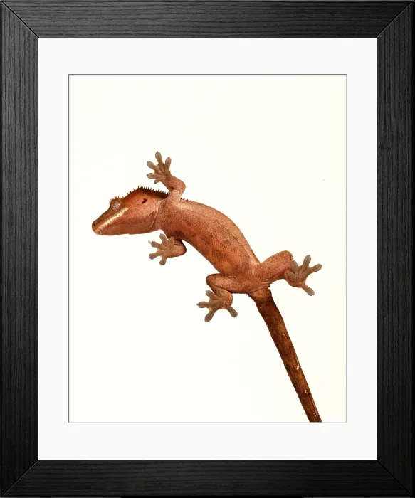 Framed Print : Crested Gecko (Correlophus ciliatus) Framed Print : Crested Gecko (Correlophus ciliatus)
