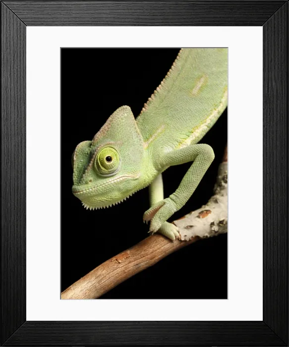 Framed Print : Veiled Chameleon portrait Framed Print : Veiled Chameleon portrait